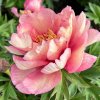 Paeonia Itoh JuliaRose