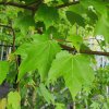 Acer rubrum ´Scanlon