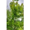 Acer rubrum ´Scanlon Aronie Arbo