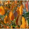 Vilín prostřední - Hamamelis x intermedia ´Pallida´ - Exkluziv  Okrasné keře