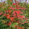 Amelanchier Robin Hill