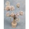 Ammi majus L bunch white wash 7591 12