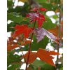 Acer platanoides ‘Fairview’