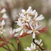 Amelanchier leavis ´R.J. Hilton
