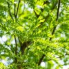 Gleditsia triacanthos Skyline