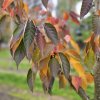 Prunus serrulata ´Sunset Boulevard podzim