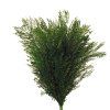 148.67 JACARANDA PRESS 40 CMS 75 GR BOX 20 20