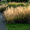 Deschampsia caespitosa Goldschleier2