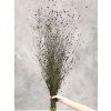 centaurea bunch black 7628 160