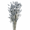 lagurus grey blue