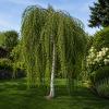 Betula pendula ´Youngii´
