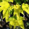 acer pseudoplatanus worley