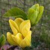 Magnolie ´Yellow Bird´- Magnolia x Brooklynensis - Exkluziv