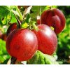 Angrešt keřový Captivator - Ribes uva-crispa - 2 l