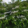 Kalina japonská - Viburnum plicatum Mariesii - Exkluziv