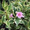 Weigela florida ´Variegata Nana kvety