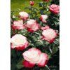 Růže Tantau 'Nostalgie ®'  Rosa Tantau
