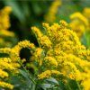 Solidago Strahlenkrone