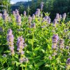 Agastache Blaue Fortune