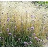 Metlice trsnatá ´Bronzeschleier´- Deschampsia caespitosa  Okrasné trávy
