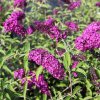 Komule davidova - Buddleja davidii ´Royal Red´ - 12 l