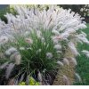 Dochan psárkovitý - Pennisetum alopecuroides ´Hameln´ - 1 l