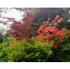 Javor dlanitolistý ´Atropurpureum´ Acer palmatum - 4 l