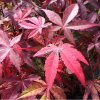 Javor dlanitolistý ´Atropurpureum´ Acer palmatum - 4 l