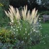 Třtina chloupkatá - Calamagrostis brachytricha - 2 l