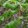 corylus avellana Contorta