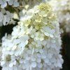 bobo hydrangea