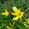 Denivka žlutá - Hemerocallis lilioasphodelus (flava) - 2 l