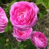 Historická růže bourbonka Louise Odier