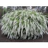 Tavolník popelavý Grefsheim  Spiraea x cinerea 'Grefsheim'