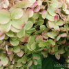 Hortenzie latnatá - Hydrangea pan. ´Limelight´ ® - 1,5 l