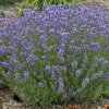 Levandule úzkolistá ´Munstead´- Lavandula angustifolia