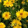 Krásnoočko velkokvěté - Coreopsis grandiflora ´Presto´