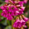 Bergénie srdčitá 'Shoeshine Rose' - Bergenia cordifolia  Trvalky