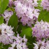 DEUTZIA Raspberry Sunday