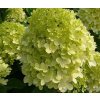 Hortenzie latnatá ´Limelight´ ® - Hydrangea paniculata - 100 - 130 cm  Okrasné keře