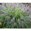 Dochan psárkovitý ´Herbstzauber´- Pennisetum alopecuroides