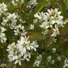 Muchovník klasnatý - Amelanchier spicata - vícekmen