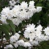 Trojpuk drsný - Deutzia scabra ´Candidissima´ - 5 l