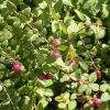 Pámelník Chenaultův - Symphoricarpos x chenaultii ´Hancock´ - 1,5 l