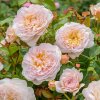 Růže David Austin ´Emily Brontë ®´