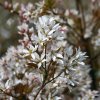 Muchovník Robin Hill - Amelanchier arborea - vícekmen 180 - 220 cm