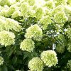 Hortenzie latnatá - Hydrangea paniculata ´Little Lime´ ® - C 12  Vzrostlý keř - Hydrangea paniculata Little Lime
