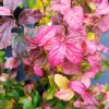 Parrotia persica Persian Spire 1