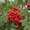 Jeřáb sladkoplodý ´Sheerwater Seedling´ - Sorbus aucuparia - ok 14 /16 cm  Sorbus aucuparia ´Sheerwater Seedling´