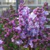 syringa michel buchne